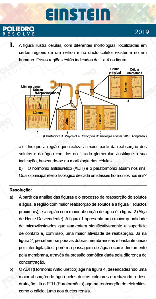 Dissertativa 1 - Fase única - Einstein 2019