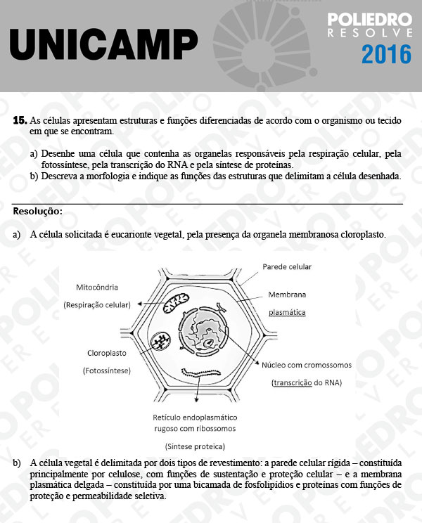 Dissertativa 15 - 2ª Fase 3º Dia - Unicamp 2016