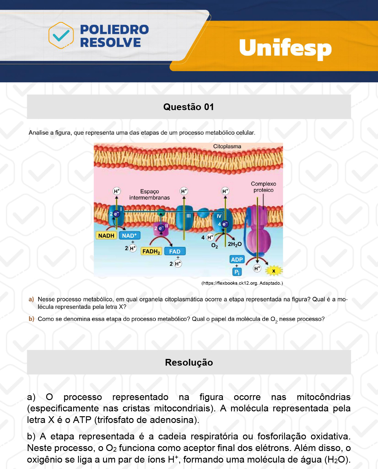 Dissertativa 1 - 2º Dia - Unifesp 2024