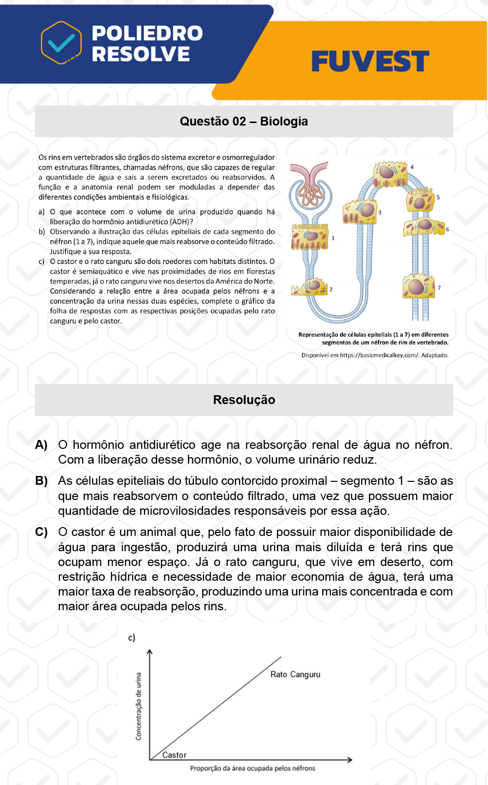 Dissertativa 2 - 2ª Fase - 2º Dia - Fuvest 2023